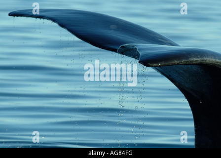 Southern Right Whale, Patagonia, Argentina. Stock Photo