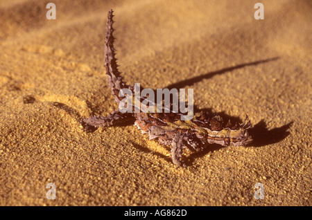 AUSTRALIA Western Australia Kalbarri National Park A thorny devil lizard basking in the early morning sun Stock Photo
