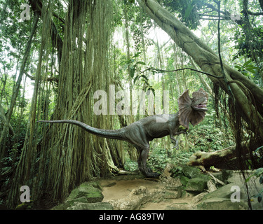 Dilophosaurus (the 'spitter') dinosaur in a tropical jungle environment Stock Photo