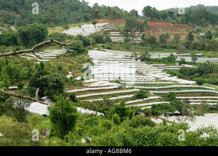 Greenhouses Thailand Chiang Mai Province Inthanon Royal Project Research Station Doi Inthanon National Park Hmong Village Stock Photo