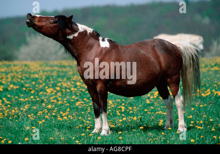 Irish Tinker Pony, mare Stock Photo