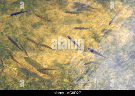 Shoal of fish in shallow water ( small freshwater perches , perca fluviatilis, and common roaches , rutilus rutilus ) , Finland Stock Photo