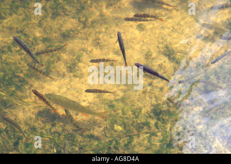 Shoal of perch and roach fish at shallow water , Finland Stock Photo