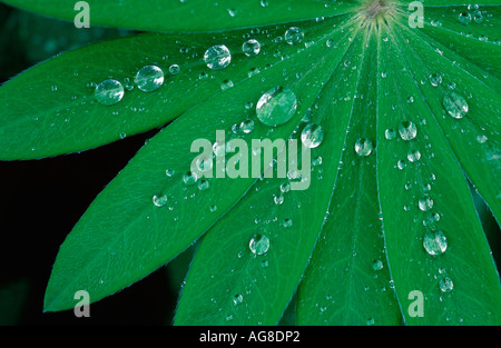 Drops of water on lupin leaf / (Lupinus nootkatensis) Stock Photo