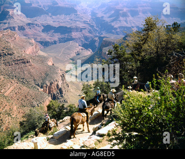 tourists riding mules into Grand Canyon in Arizona USA Stock Photo