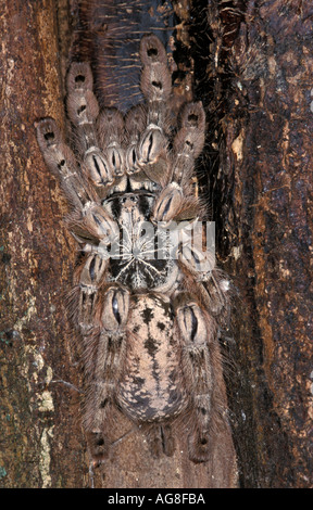 Togo or Starburst Baboon Spider Hetroscodra maculata Tarantula West Africa Stock Photo