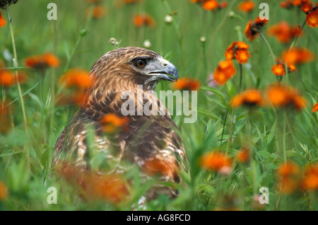 Red Tailed Hawk Buteo jamaicensis Stock Photo