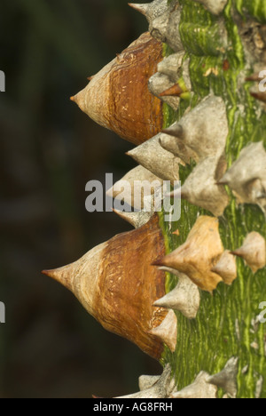 silk floss tree, kapok, floss silk tree, ceiba del brasil (Chorisia speciosa), prickles as defense against feeding Stock Photo