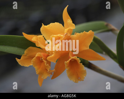 cattleya orchid (Cattleya spec.), flowers Stock Photo