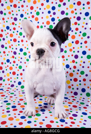 French Bulldog puppy on rainbow colored polka dotted background Stock Photo