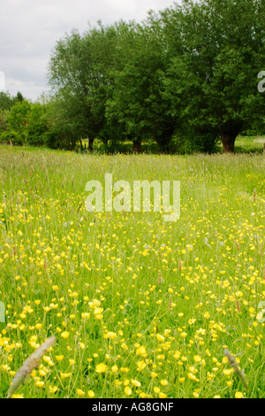 Meadow with Corn Buttercup, Germany / (Ranunculus arvensis) Stock Photo