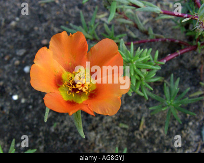 Moss rose, Rose moss, Rose-moss-of-garden (Portulaca grandiflora), flower Stock Photo