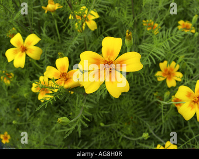Lemon marigold, Signet marigold (Tagetes tenuifolia, Tagetes signata), blooming Stock Photo