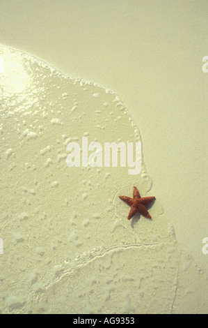 Starfish on beach at waters edge in the Caribbean Stock Photo