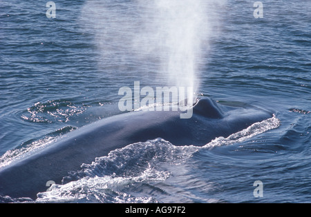 Blue whale blowing Stock Photo