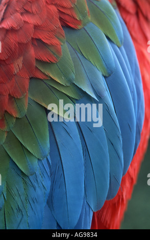 Green winged macaw feathers Stock Photo