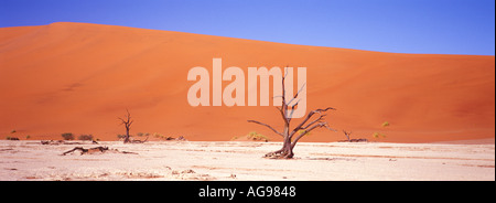 Dead trees and sand dunes Stock Photo