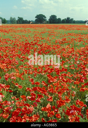 Red poppy flowers in a field Stock Photo - Alamy