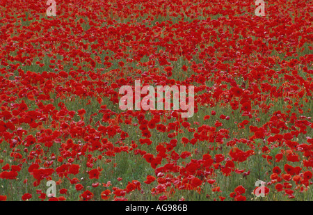 Mass of poppies Papaver rhoeas flowering in a Suffolk field Stock Photo