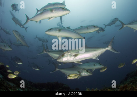 Greater Amberjack (Seriola dumerili) in the Outer Banks of North Carolina. Stock Photo