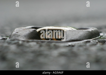 A cats eye reflector in the middle of a road in  the UK Stock Photo