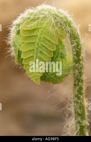 Cinnamon fern fiddlehead Osmunda cinnamomea Danby Green Mountains National Forest Vermont Stock Photo