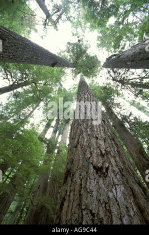 Looking up to tops of trees in old growth forest Mount Rainier National Park Washington Stock Photo