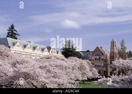 University of Washington Liberal Arts Quadrangle cherry trees in bloom Seattle Washington Stock Photo