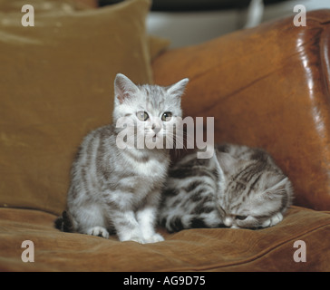 pair of kittens siting on sofa Stock Photo