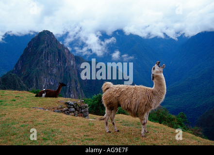 Llama at Machu Picchu Inca City Stock Photo