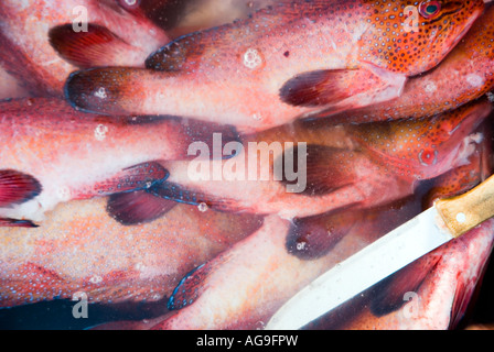 red fish in water with knife Stock Photo