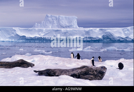 Antarctica Adelie penguins Pygoscelis adeliae and Weddel seal Leptonychotes weddellii on ice floe