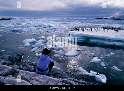 Antarctica tourist watching Adelie penguins Pygoscelis adeliae on ice floe Stock Photo