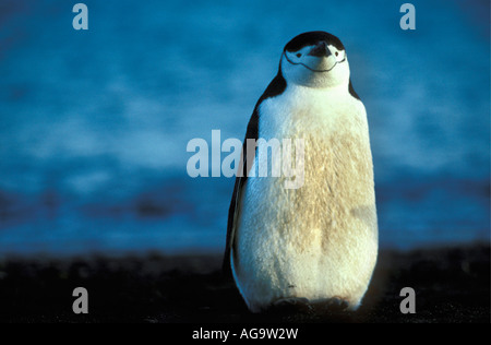 Antarctica Chinstrap penguin Pygoscelis antarctica standing