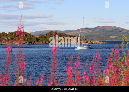 Loch Fyne at Tarbert Argyll Scotland with Rosebay Willowherb in the foreground Chamerion angustifolium Stock Photo