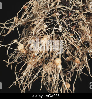 Root nodules on lettuce Lactuca sativa caused by root-knot nematodes Meloidogyne sp Stock Photo