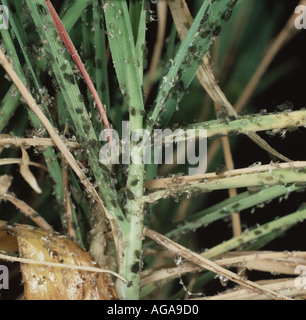 A severe infestation of bird cherry aphids on barley plant which is also showing some signs of barley yellow dwarf virus BYDV Stock Photo