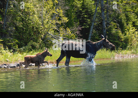 Moose mother and calf splashing in water shoreline Stock Photo