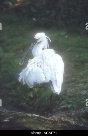 Eurasian Spoonbill Stock Photo