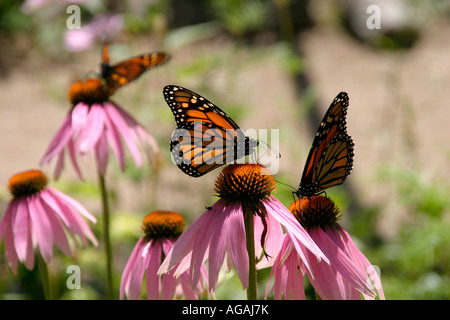 Monarch butterflies Danaus plexippus also known as Wanderer Butterfly on a Coneflowers Echinacea purpurea Stock Photo