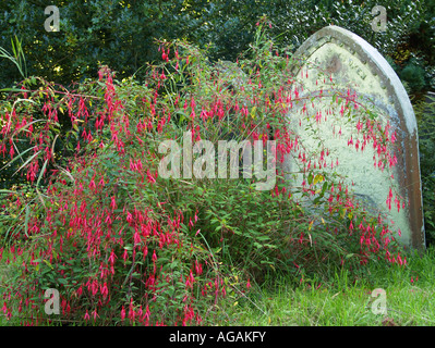 A Gravestone at St Oswalds Church in Ashbourne Derbyshire, surrounded by a Fuschia Plants Stock Photo