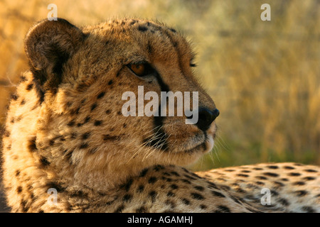 Captive cheetah resting in its enclosure in the evening sun Stock Photo