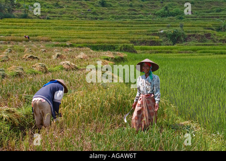 Rice harvesting in Java, Indonesia, Asia Stock Photo - Alamy