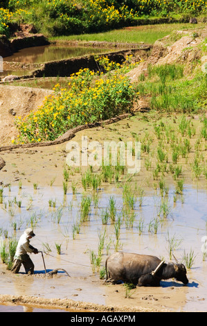 Philippines Luzon Island The Cordillera Mountains Mountain Province Sagada Town Water Buffalo Ploughing Field Stock Photo