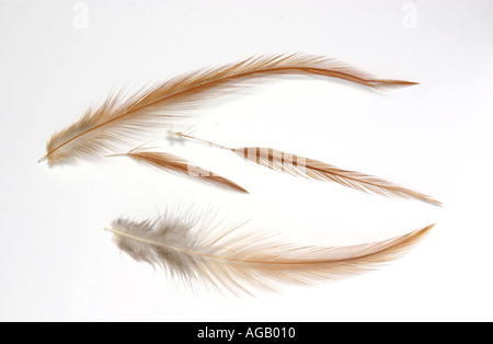 fishing fly Hackle feathers Trout fly tying material Stock Photo - Alamy
