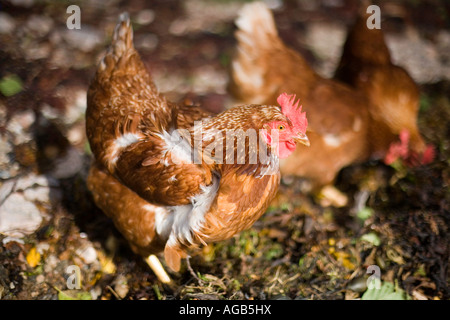 Happy Chickens scratching around in seaweed on rocky seashore in Scotland Stock Photo