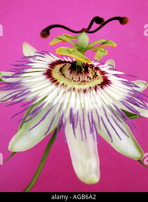 COMMON NAME passion flower LATIN NAME passiflora caerulea Stock Photo