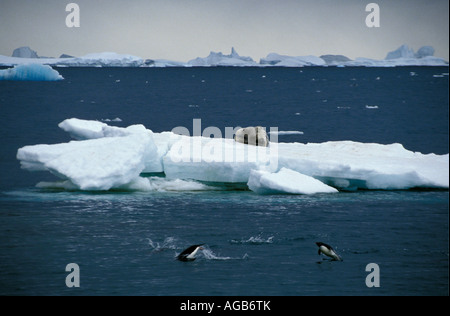 Antarctica Adelie penguins Pygoscelis adeliae diving in the in sea and Weddel seal Leptonychotes weddellii on ice floe Stock Photo