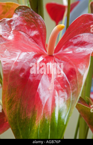 Anthurium Waianuhea Bed Breakfast Hamakua Coast Island of Hawaii Stock Photo