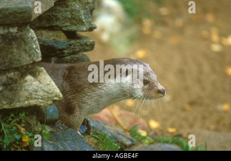 Otter emerging from Holt Stock Photo